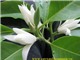 Ph&#226;n bố, đặc t&#237;nh sinh th&#225;i c&#225;c lo&#224;i thực vật thuộc bộ Ngọc Lan (Magnoliales) tại Khu bảo tồn thi&#234;n nhi&#234;n P&#249; Hoạt.