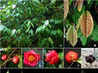 Camellia annamensis, một lo&#224;i mới của bộ Camellia. Họ Piquetia (Họ) ở miền Trung Việt Nam