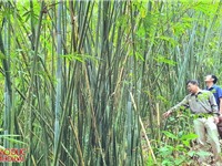 C&#225;nh rừng đầu ti&#234;n ở Nghệ An đạt chứng chỉ FSC