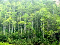 Hiệu quả từ ch&#237;nh s&#225;ch giao kho&#225;n bảo vệ rừng