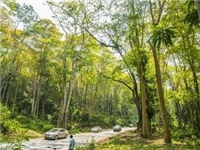 Trăn trở sự nghiệp trồng rừng ở Nghệ An